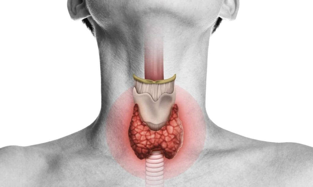 이럴 때 확인할 질환 중 하나가 갑상선 기능항진증과 갑상선 기능저하증입니다. 갑상선 호르몬은 에너지 대사와 체온, 심장 박동, 장운동 등에 광범위하게 관여합니다. 따라서 호르몬이 과도하게 분비되거나 부족해지면 피로뿐 아니라 맥박과 체중, 소화와 수면에도 변화가 발생할 수 있습니다. 오늘은 갑상선 호르몬이 몸에 작용하는 원리부터 항진증과 저하증의 차이, TSH·유리 T4 검사, 치료와 추적관리까지 설명드리겠습니다.