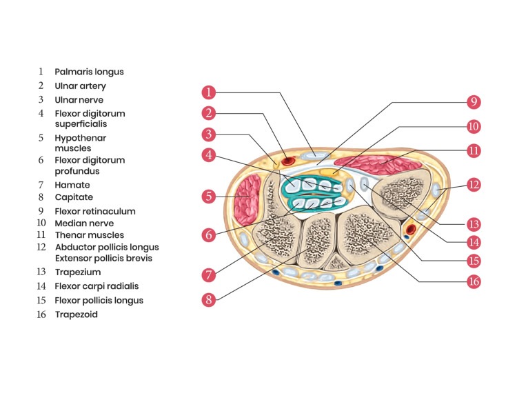 오른쪽 손목 가로 단면에서 손목터널과 정중신경, 힘줄, 손목뼈를 표시한 해부도
