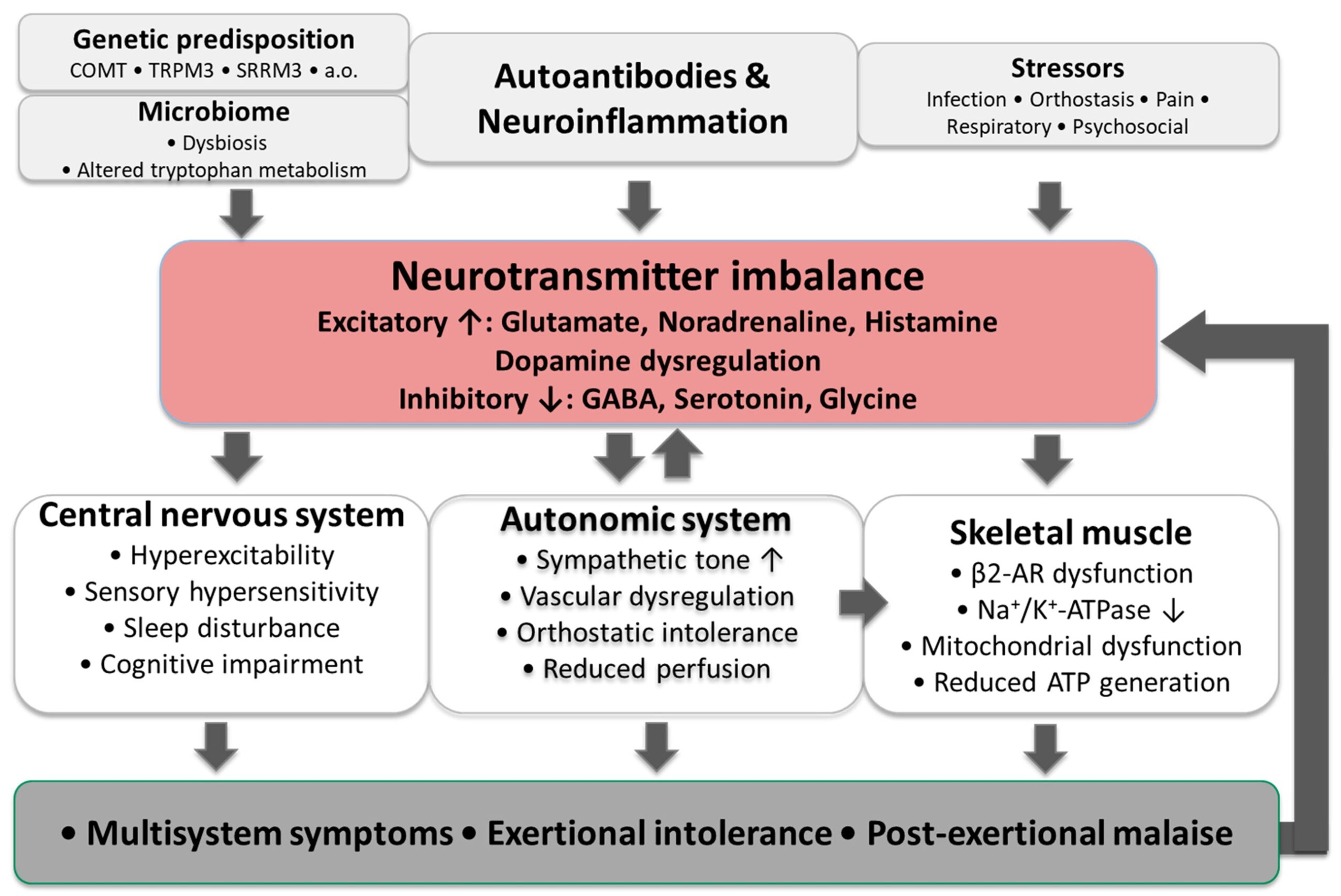 ME/CFS에서 면역·스트레스·신경전달물질 조절 변화와 중추신경계, 자율신경계 및 근육 기능의 관계를 설명하는 연구 모델