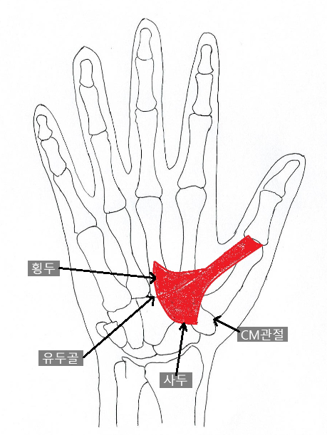 엄지손가락 밑이 아프고 병뚜껑을 열거나 물건을 집을 때 힘이 빠지나요? 엄지 기저관절염의 원인과 대능형골·제1중수골의 해부학, 드퀘르벵 건초염과의 차이, 보호대·운동·치료 방법을 설명합니다.