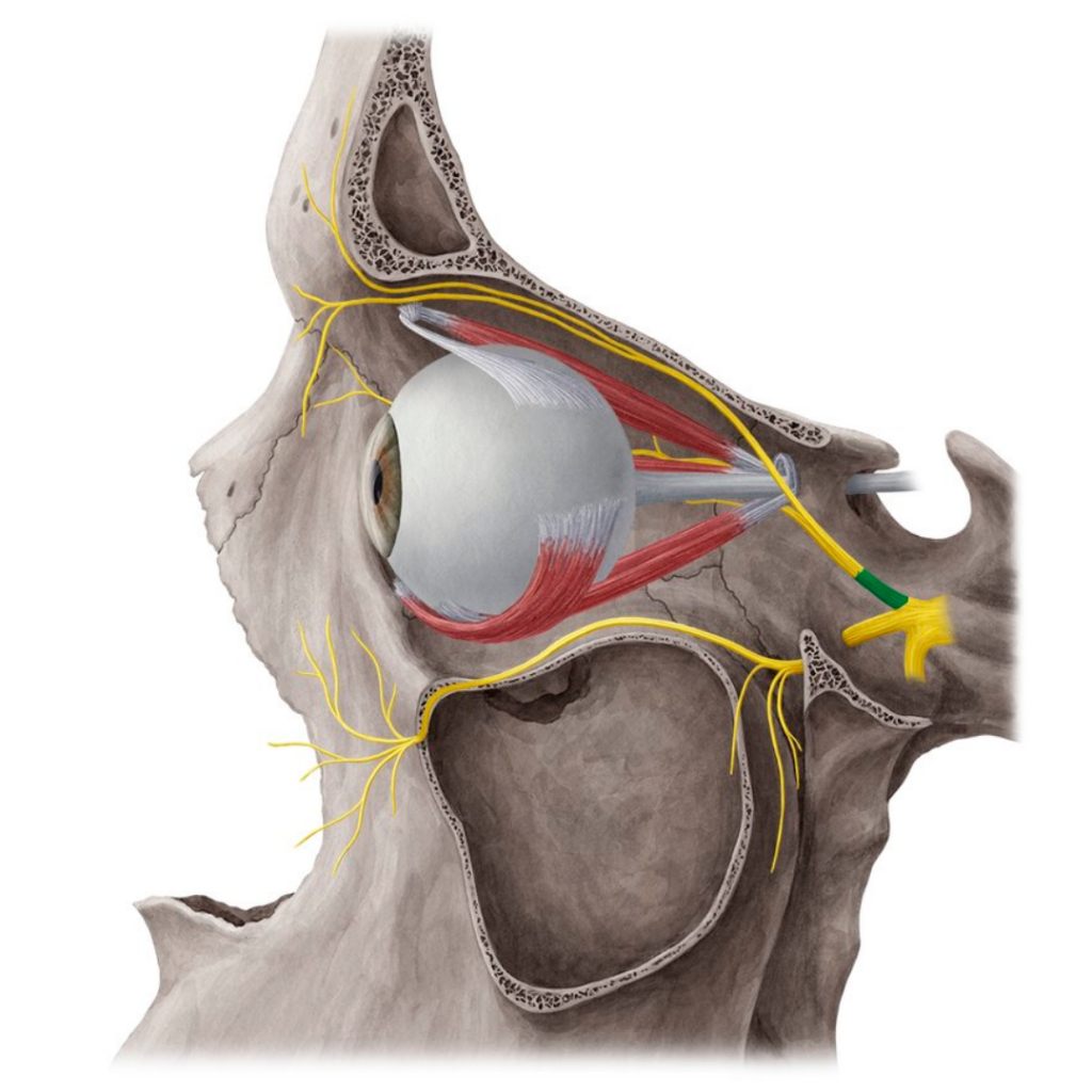 이런 증상은 삼차신경과 자율신경이 함께 관여하는 군발두통(Cluster Headache)의 특징적인 양상일 수 있습니다. 군발두통 혹은 군발성 두통은 한쪽 눈 주변에 매우 강한 통증이 발생하고, 수십 분에서 수시간 이내의 발작이 특정 기간에 반복되는 두통입니다. 오늘은 군발두통이 발생하는 신경학적 원리부터 편두통과의 차이, 검사와 치료 방법까지 설명드리겠습니다.